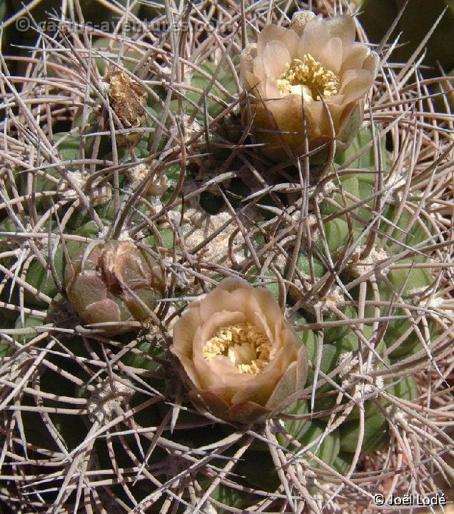 Gymnocalycium saglionis v. tilcarense